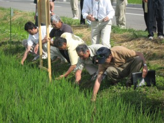田んぼ中に手を入れ土の状態を確認する参加者