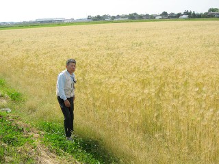 豊作の年となり、大喜びの大麦部会長の菅原さん。